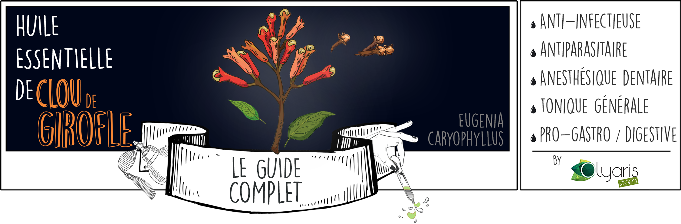 Huile Essentielle de Clou de Girofle: le Guide Complet par Olyaris